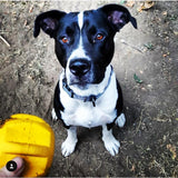 Gear eDispenser - Durable Rubber Yak Chew Holder & Treat Pocket | USA Made - SodaPup/True Dogs, LLC - Flyclothing LLC