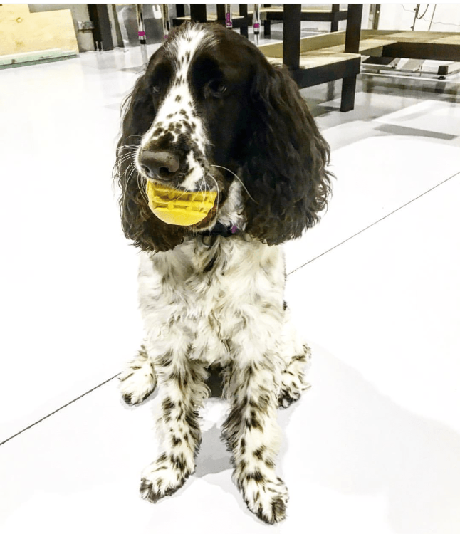 Industrial Dog Ball Rubber Chew Toy for Heavy Chewers | Yellow | USA Made | SodaPup - SodaPup/True Dogs, LLC - Flyclothing LLC