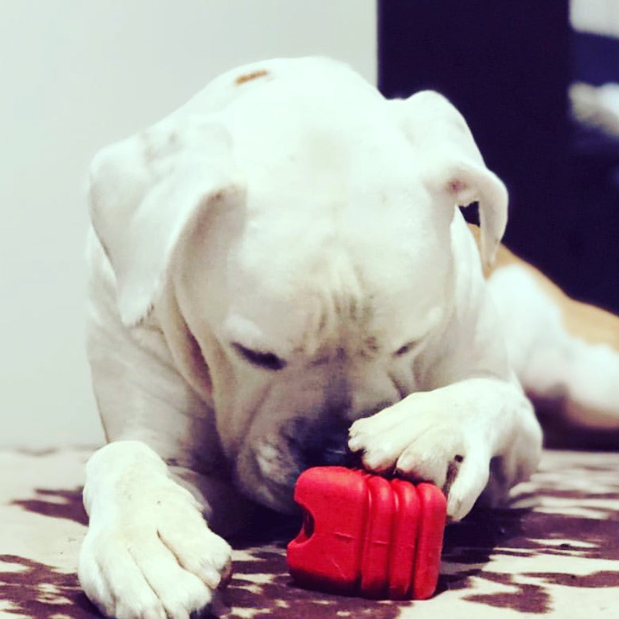 Heart on a String Dog Toy - Durable Rubber Tug Toy for Large Dogs | USA Made - SodaPup/True Dogs, LLC - Flyclothing LLC