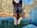 USA-K9 Magnum Skull - Black Magnum Rubber Chew Toy for Extreme Chewers | USA Made - SodaPup/True Dogs, LLC - Flyclothing LLC