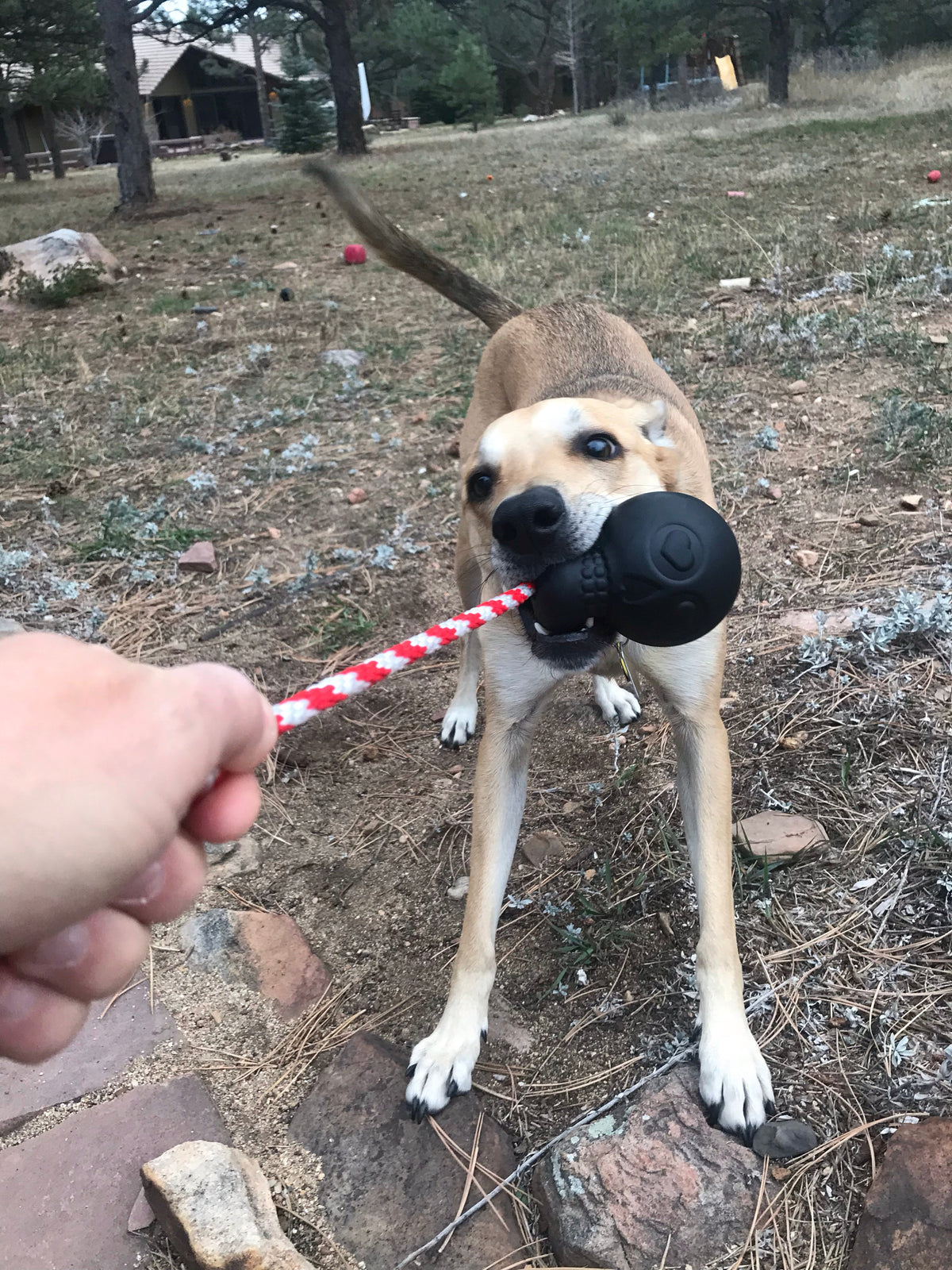 USA-K9 Magnum Skull - Black Magnum Rubber Chew Toy for Extreme Chewers | USA Made - SodaPup/True Dogs, LLC - Flyclothing LLC