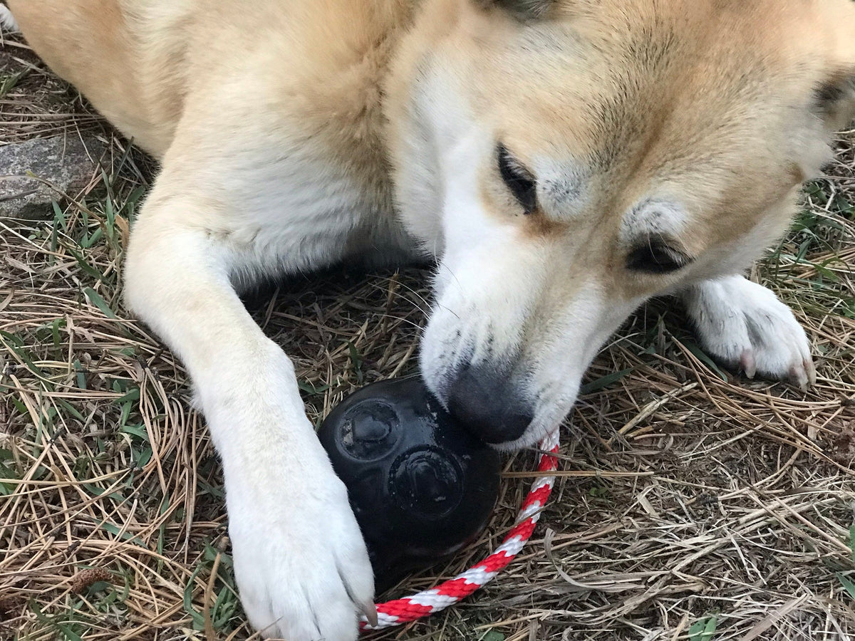 USA-K9 Skull Dog Chew Toy & Treat Dispenser - Made in USA | SodaPup - SodaPup/True Dogs, LLC - Flyclothing LLC