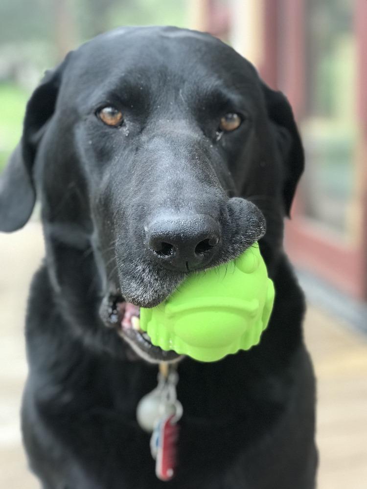 Bull Frog Dog Chew Toy & Treat Dispenser - USA Made | SodaPup - SodaPup/True Dogs, LLC - Flyclothing LLC