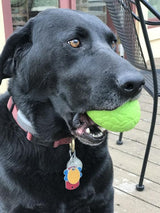 Dinosaur Egg Dog Chew Toy & Treat Dispenser - USA Made | SodaPup - SodaPup/True Dogs, LLC - Flyclothing LLC