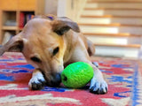 Dinosaur Egg Dog Chew Toy & Treat Dispenser - USA Made | SodaPup - SodaPup/True Dogs, LLC - Flyclothing LLC