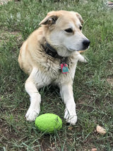 Dinosaur Egg Dog Chew Toy & Treat Dispenser - USA Made | SodaPup - SodaPup/True Dogs, LLC - Flyclothing LLC