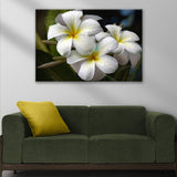 White Frangipani Flower Canvas Wall Art - Tailored Canvases - Flyclothing LLC