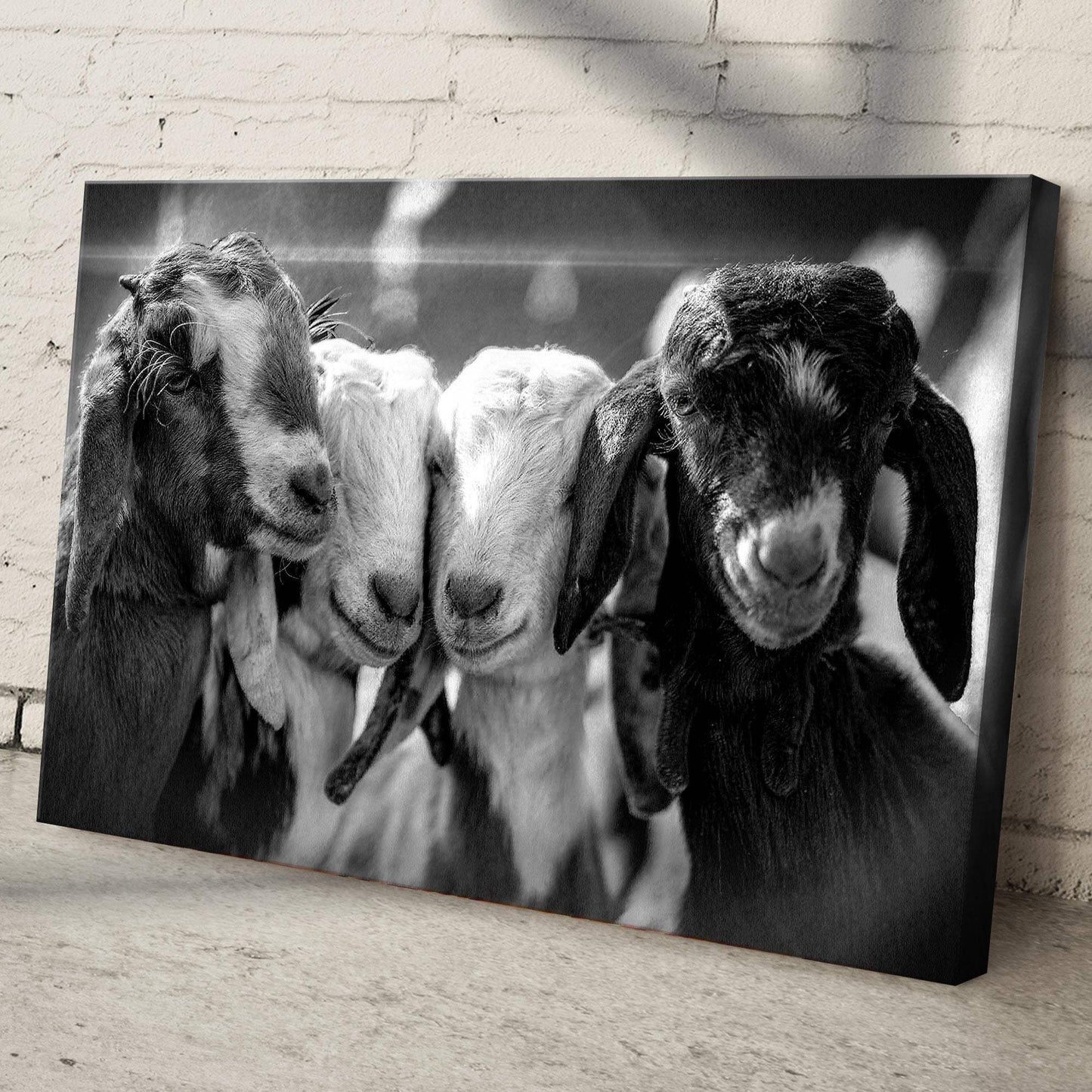 Black And White Baby Goats Canvas Wall Art - Tailored Canvases - Flyclothing LLC