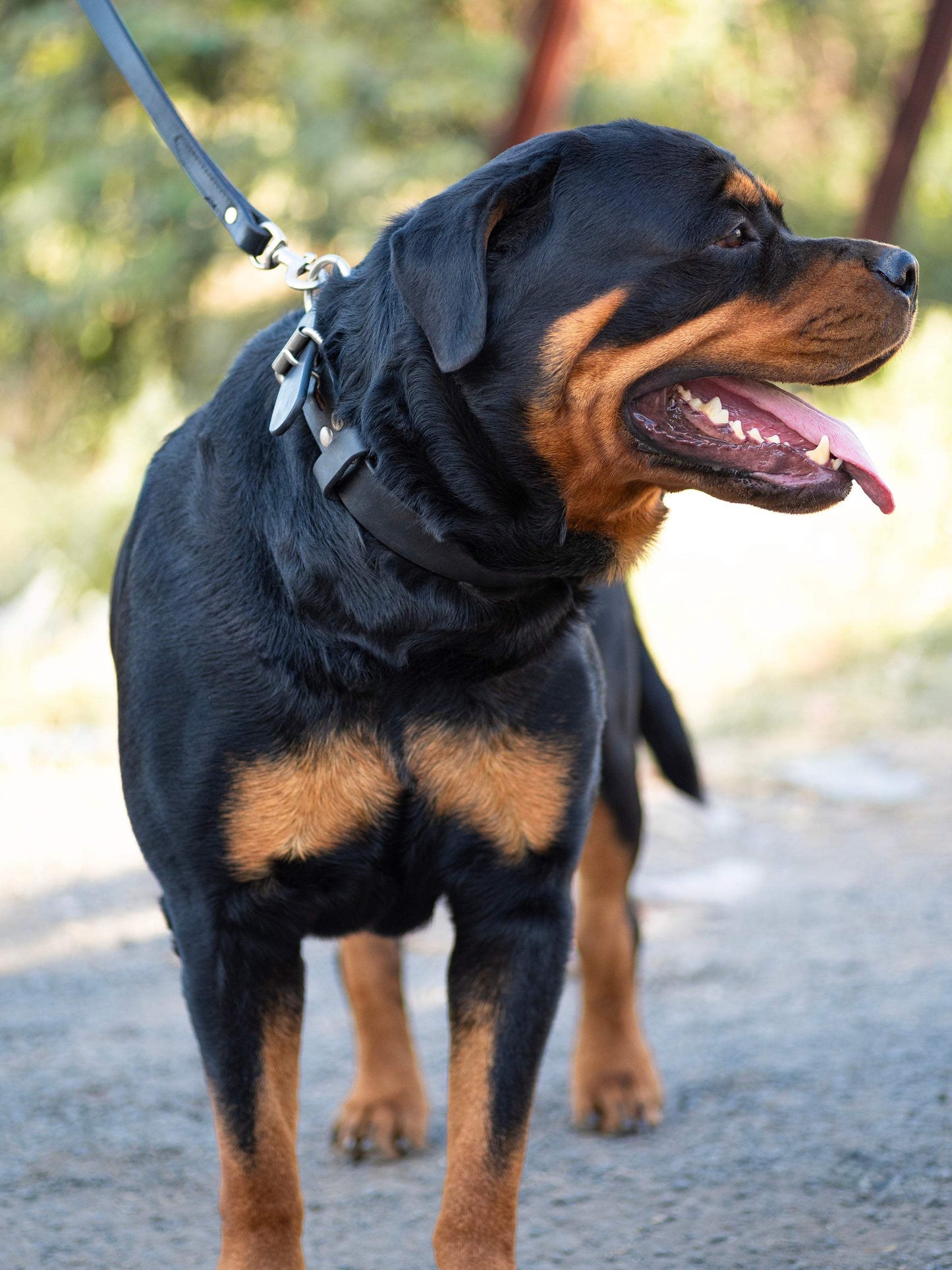 Agitation Leather Dog Collar - Classy Leather Bags - Flyclothing LLC