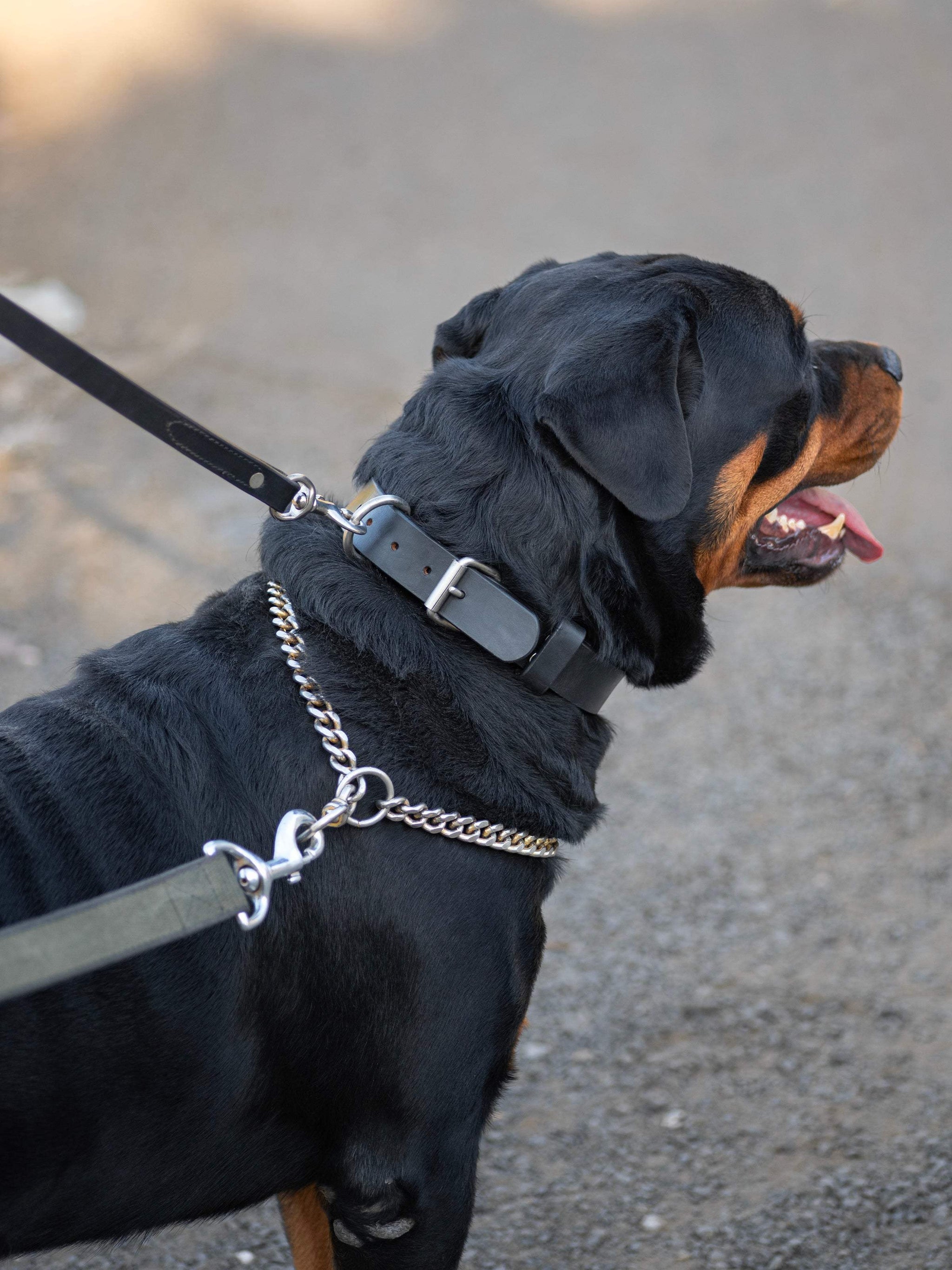 Agitation Leather Dog Collar - Classy Leather Bags - Flyclothing LLC