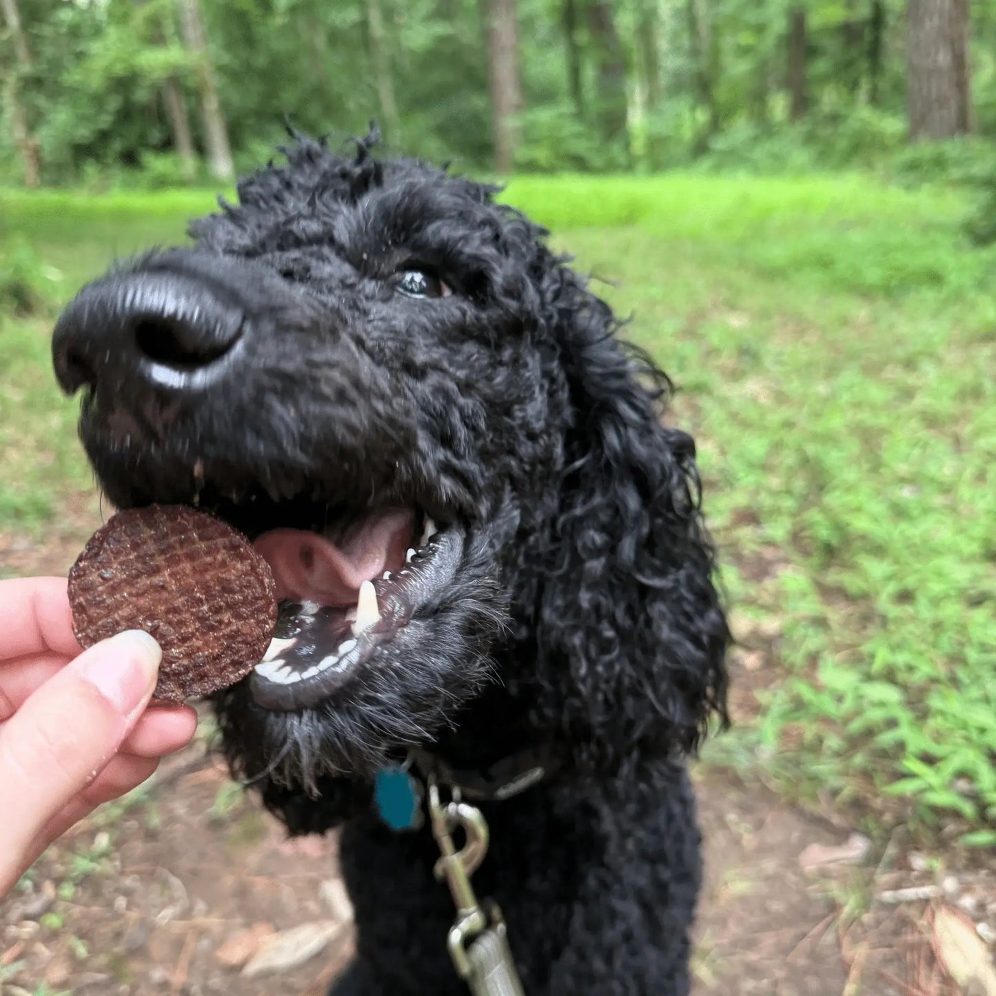 Beef Chips Dog Treats | Single-Ingredient Healthy Treats for Dogs - Farm To Pet - Flyclothing LLC