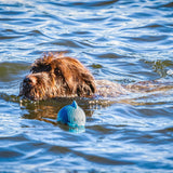 Finn the Shark Ruff-Tex® Latex Ball Dog Toy, Large - HuggleHounds - Flyclothing LLC