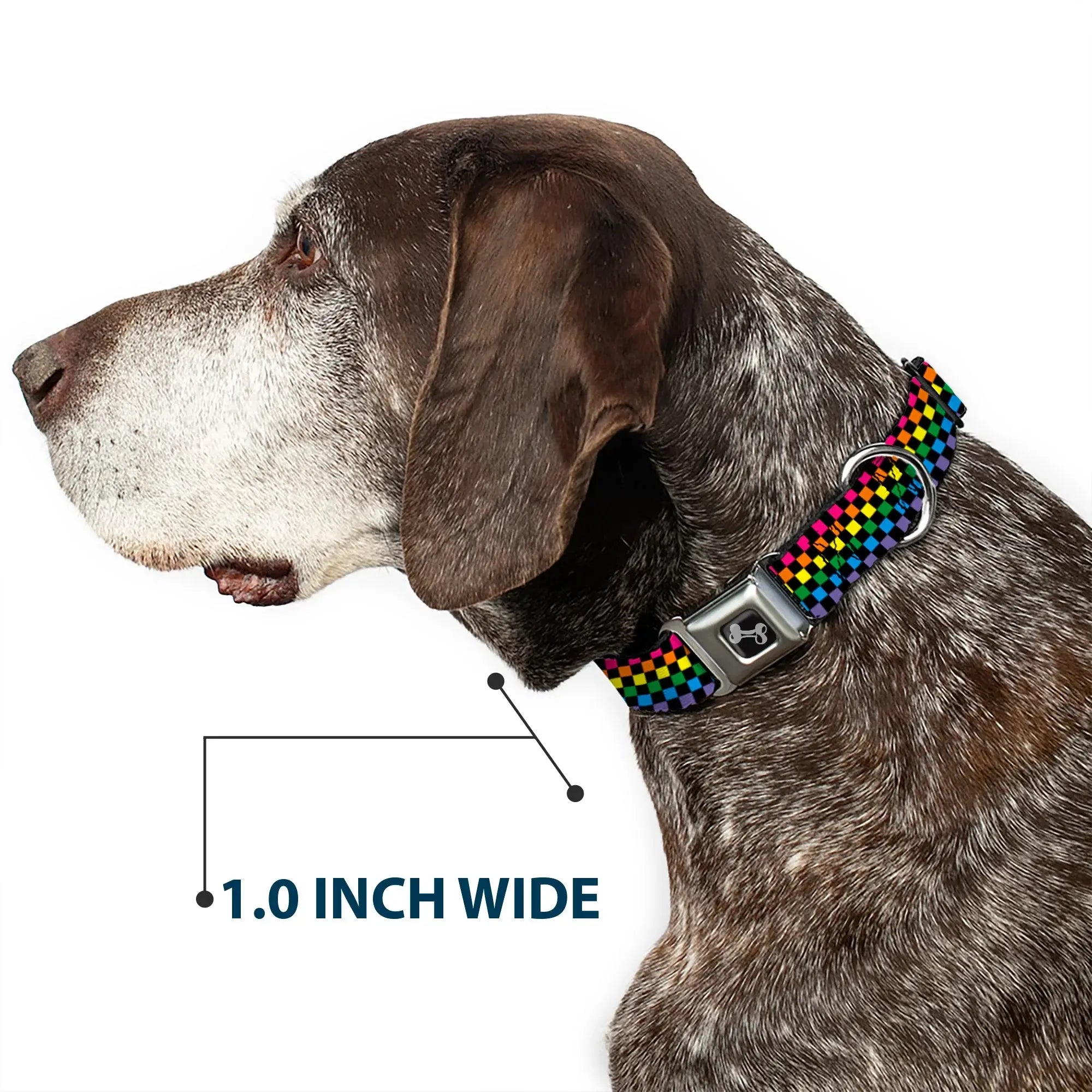 Dog Bone Seatbelt Buckle Collar - Checker Black/Neon Rainbow - Buckle-Down - Flyclothing LLC