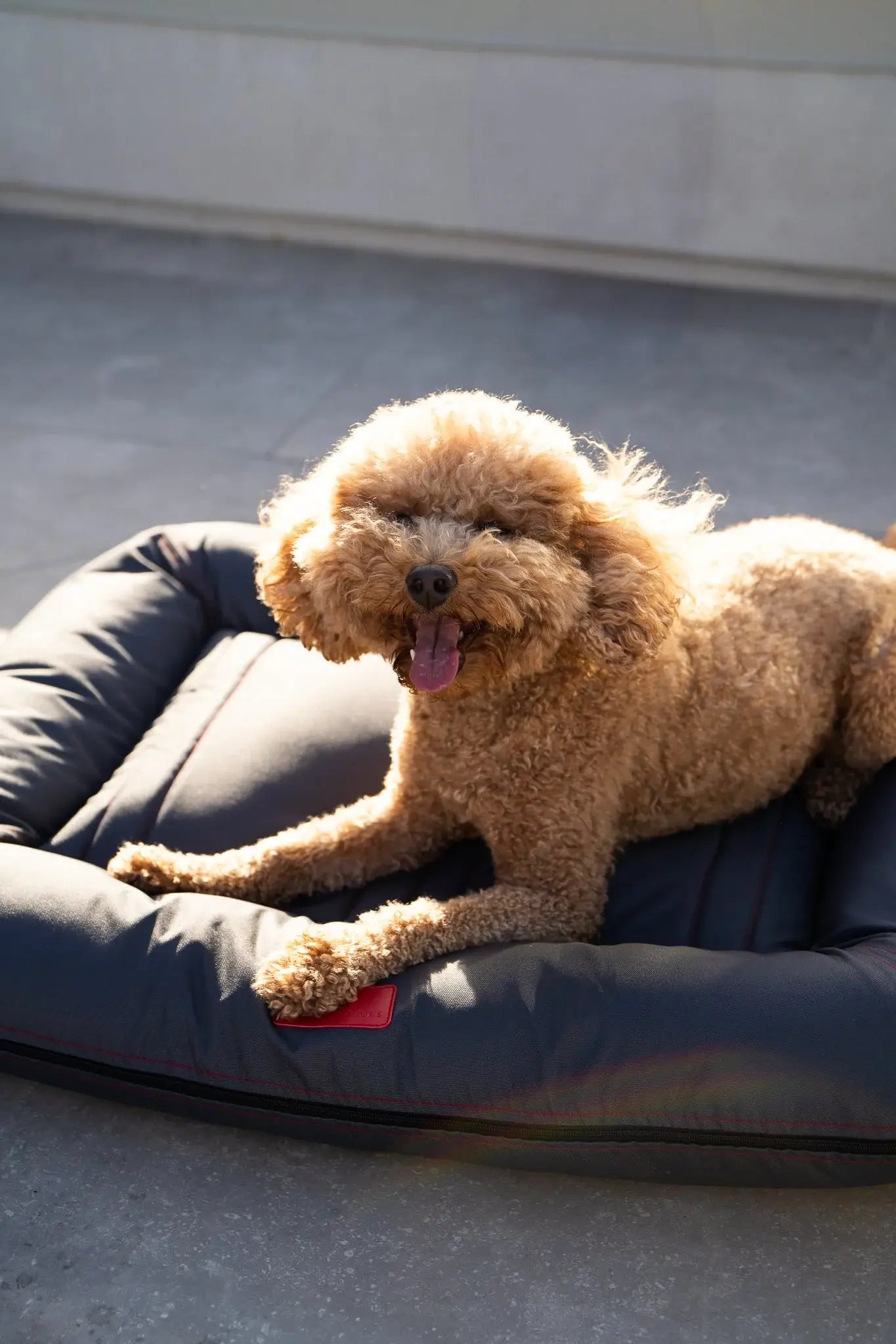 Chester & Lee | Waterproof Lounger Dog Bed Gray - Chester & Lee - Flyclothing LLC