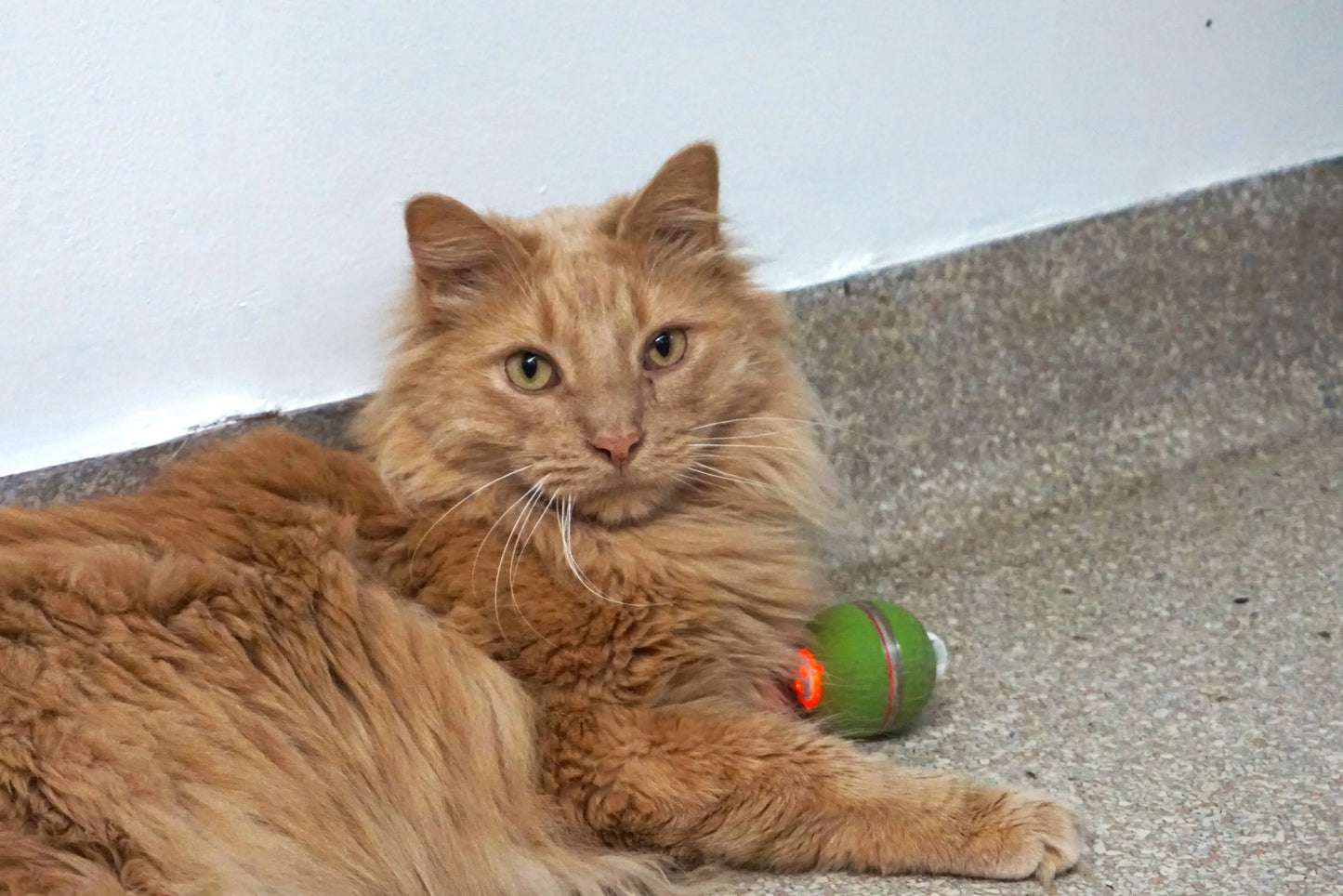 HuggleKats® PlayKat® Interactive Cat Toy - HuggleHounds - Flyclothing LLC