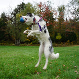 Finn the Shark Ruff-Tex® Latex Ball Dog Toy, Large - HuggleHounds - Flyclothing LLC