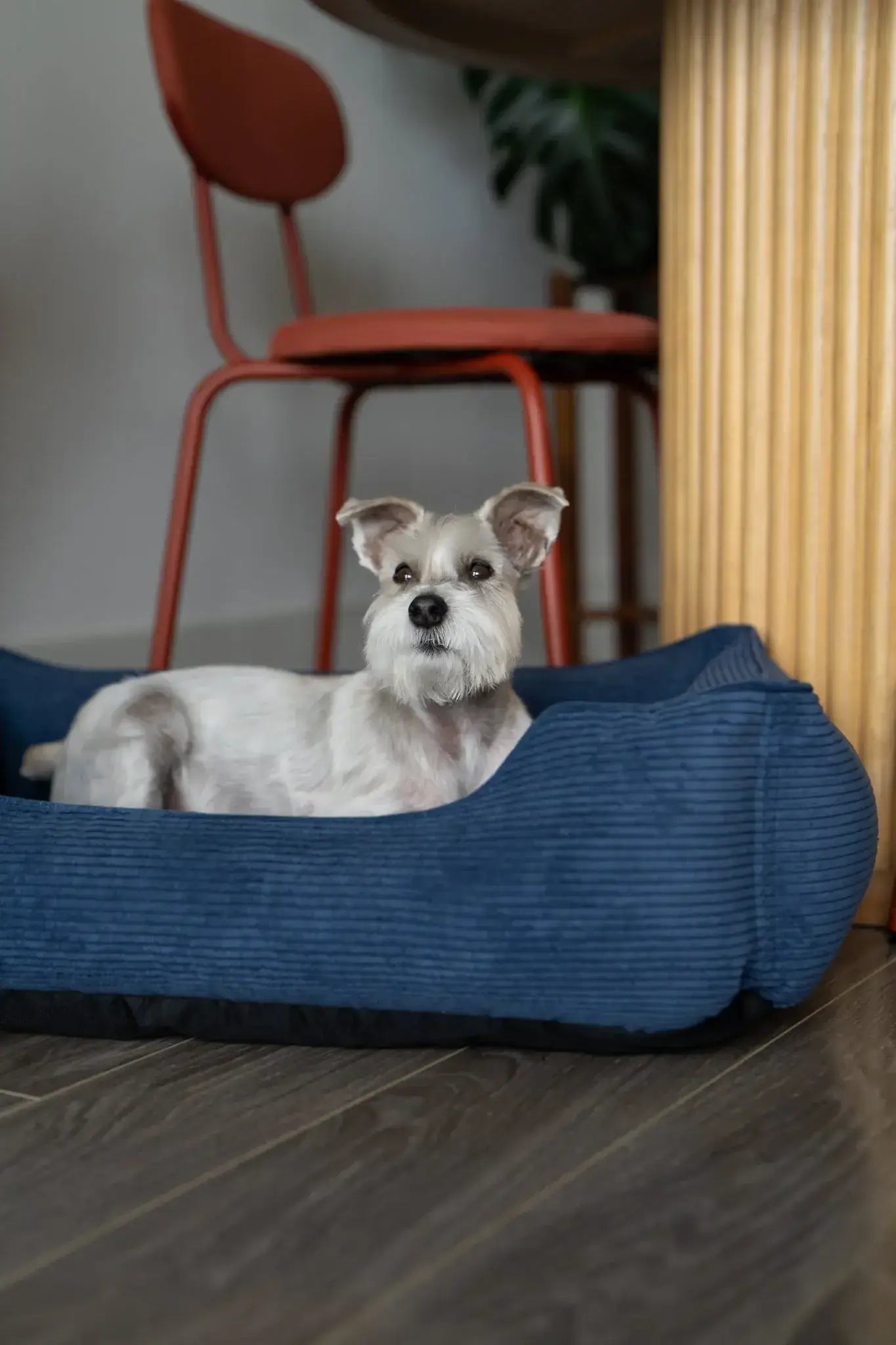 Chester & Lee | Fancy Corduroy Sleeper Dog Bed - Chester & Lee - Flyclothing LLC