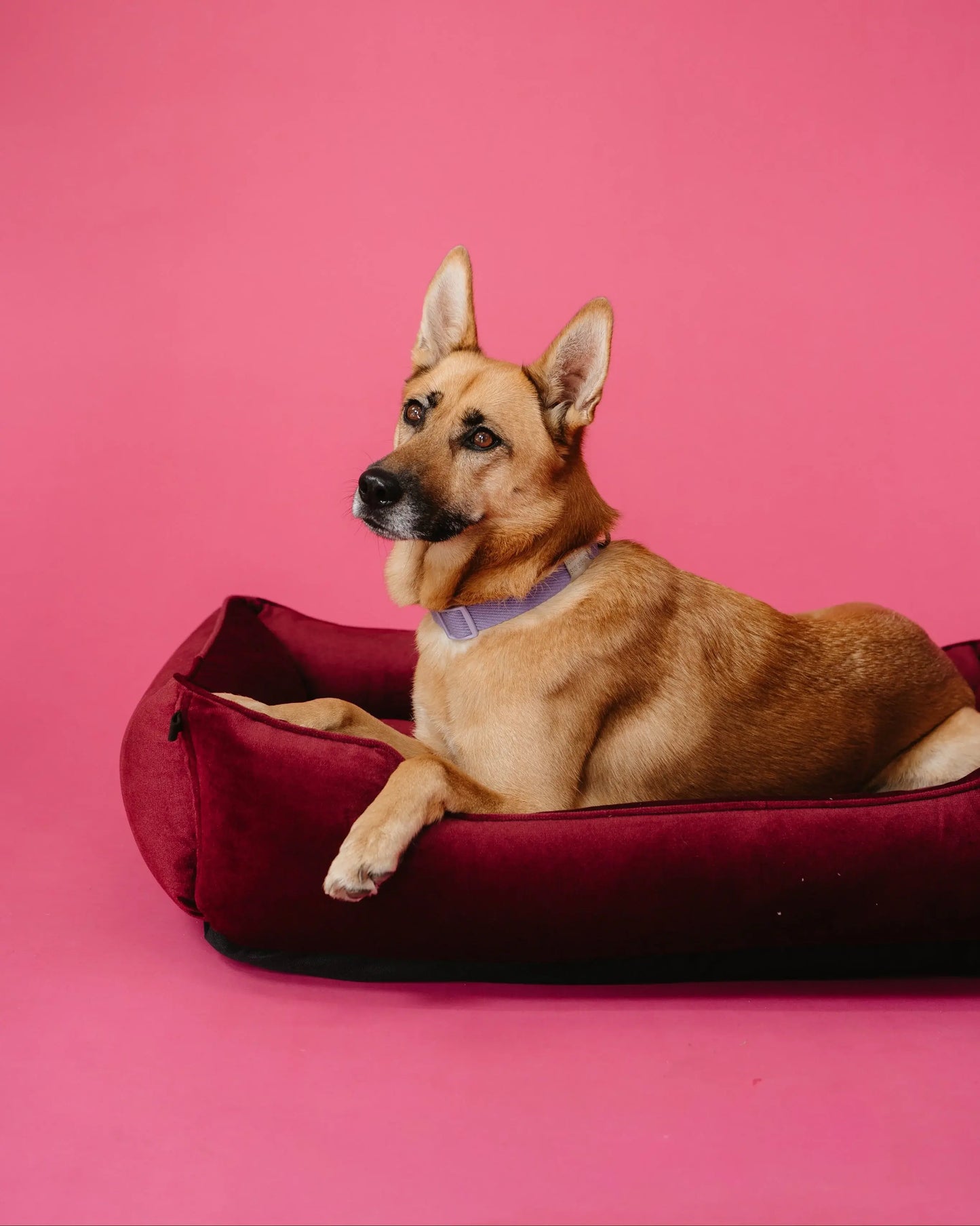 Chester & Lee | Vibrant Velvet Sleeper Dog Bed Wine - Chester & Lee - Flyclothing LLC
