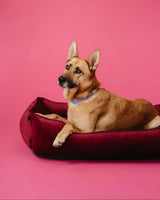 Chester & Lee | Vibrant Velvet Sleeper Dog Bed Wine - Chester & Lee - Flyclothing LLC