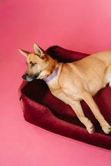 Chester & Lee | Vibrant Velvet Sleeper Dog Bed Wine - Chester & Lee - Flyclothing LLC