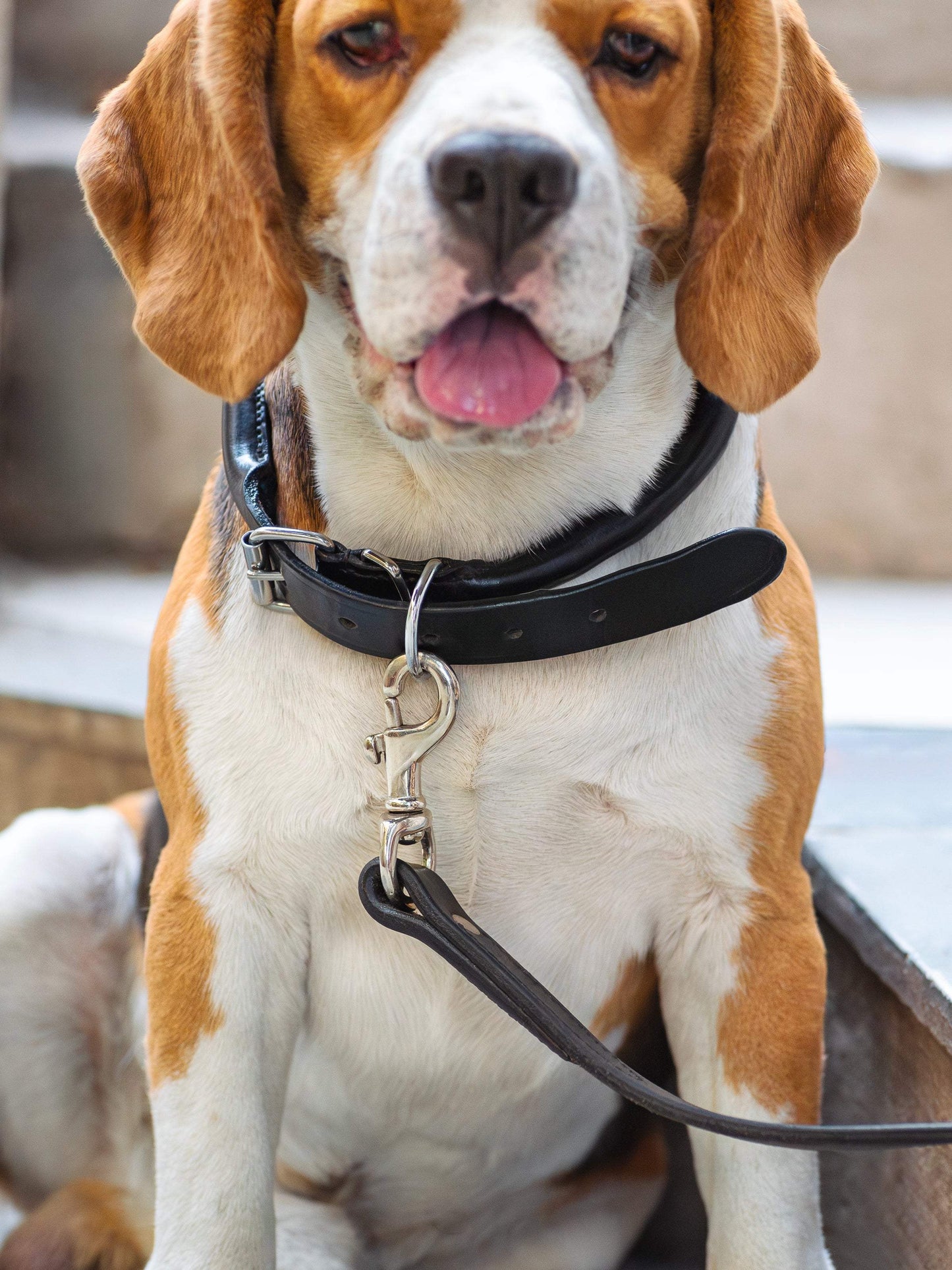 Rolled Leather Dog Collar - Classy Leather Bags - Flyclothing LLC