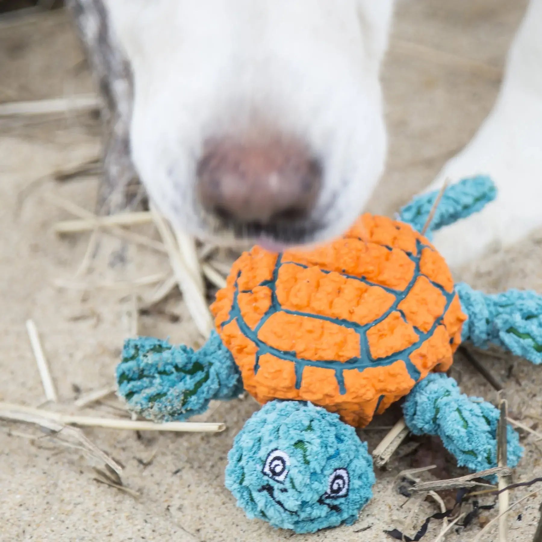 Huggle-Fusion® Dude Turtle Plush & Latex Dog Toy - HuggleHounds - Flyclothing LLC
