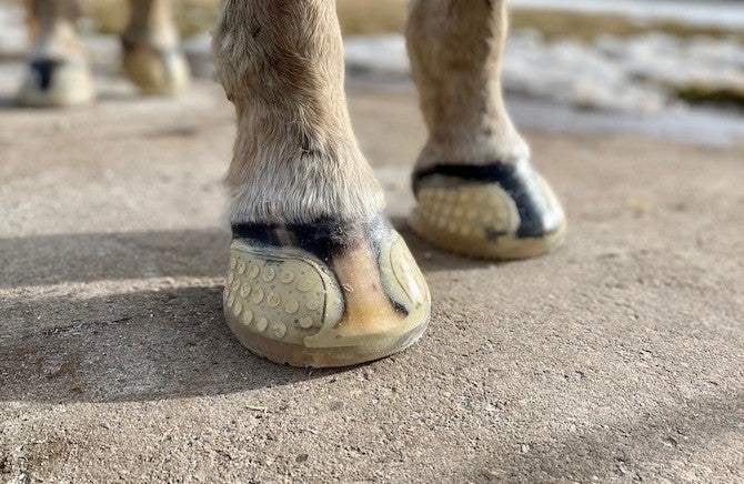 EasyCare EasyShoe Versa Grip Glue - Breeches.com - Flyclothing LLC