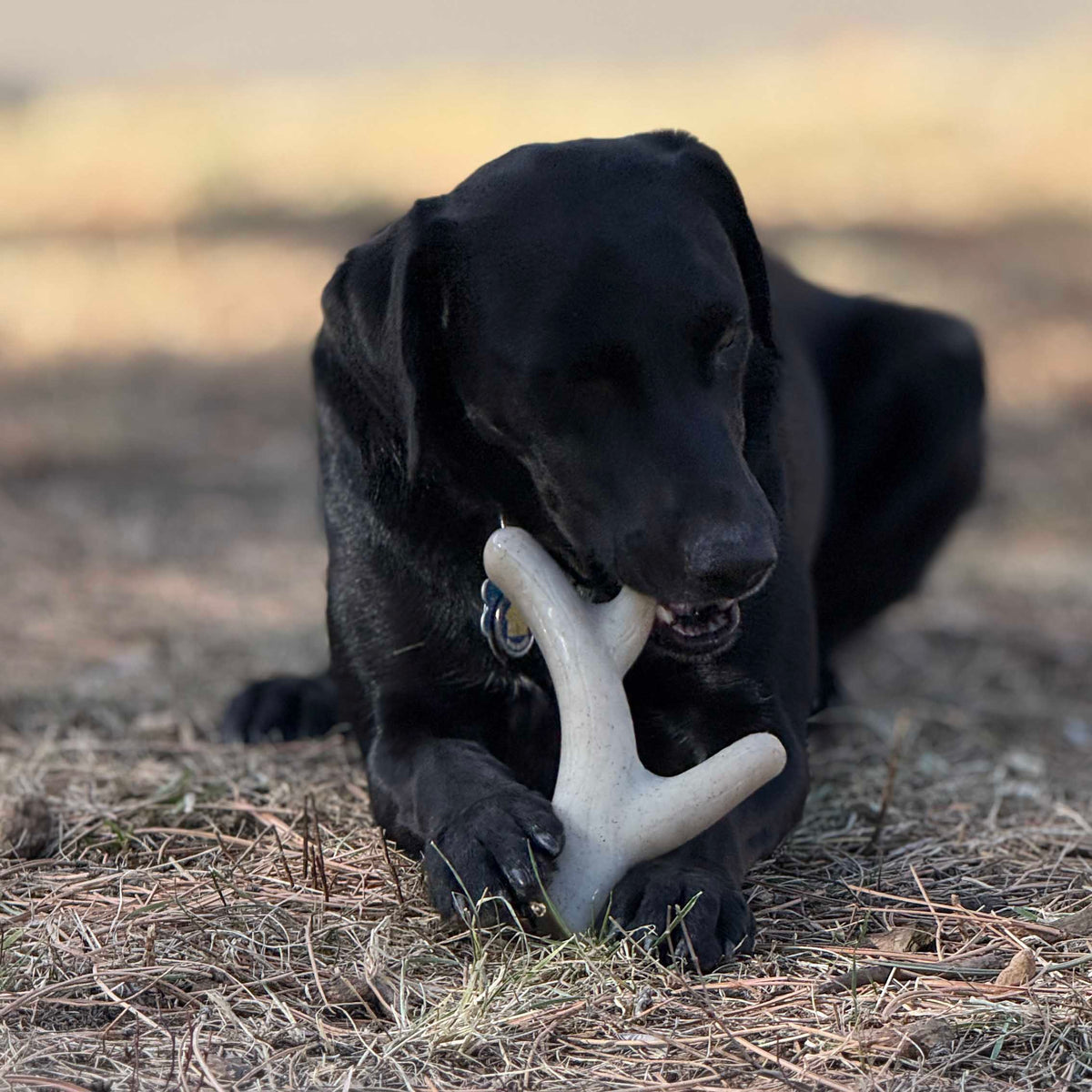 Ever Antler Nylon Chew Bone | Elk Antler Shaped Dog Toy for Aggressive Chewers | SodaPup - SodaPup/True Dogs, LLC - Flyclothing LLC