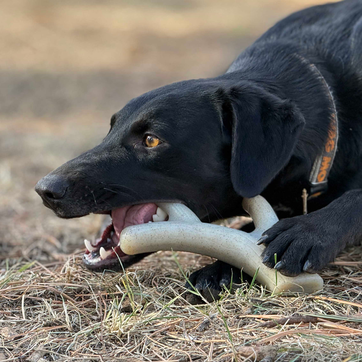 Ever Antler Nylon Chew Bone | Elk Antler Shaped Dog Toy for Aggressive Chewers | SodaPup - SodaPup/True Dogs, LLC - Flyclothing LLC