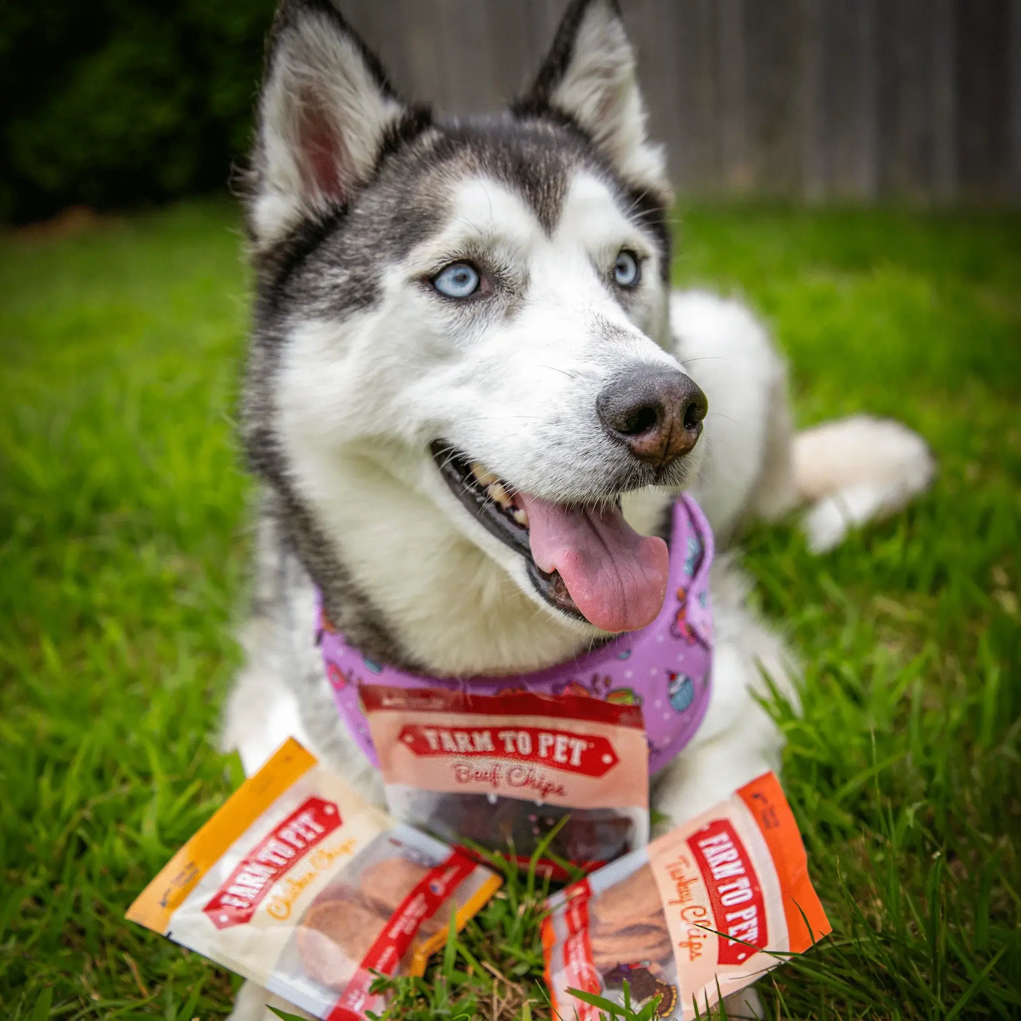 Snack Pack Dog Treat Sampler - Farm To Pet - Flyclothing LLC