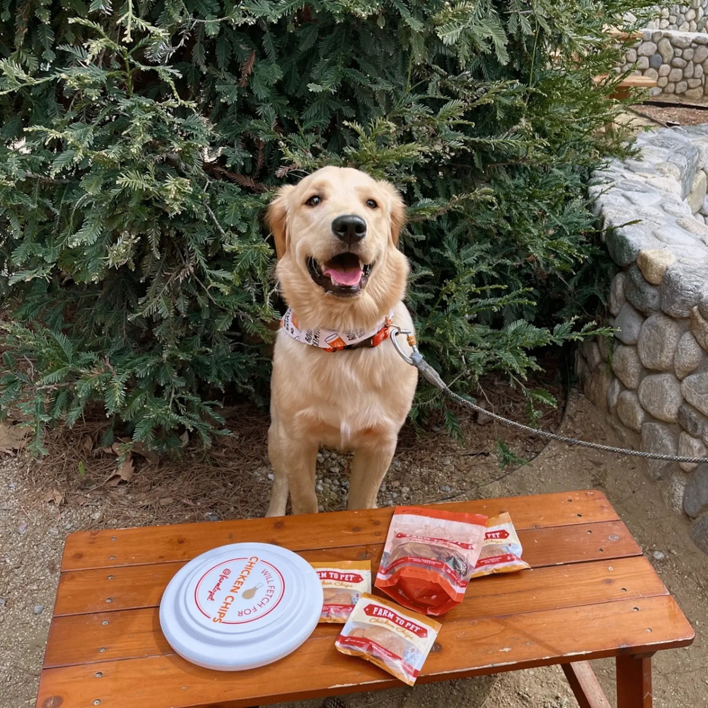 Will Fetch for Chicken Chips Dog Frisbee | Fun Toy for Dogs and Humans - Farm To Pet - Flyclothing LLC