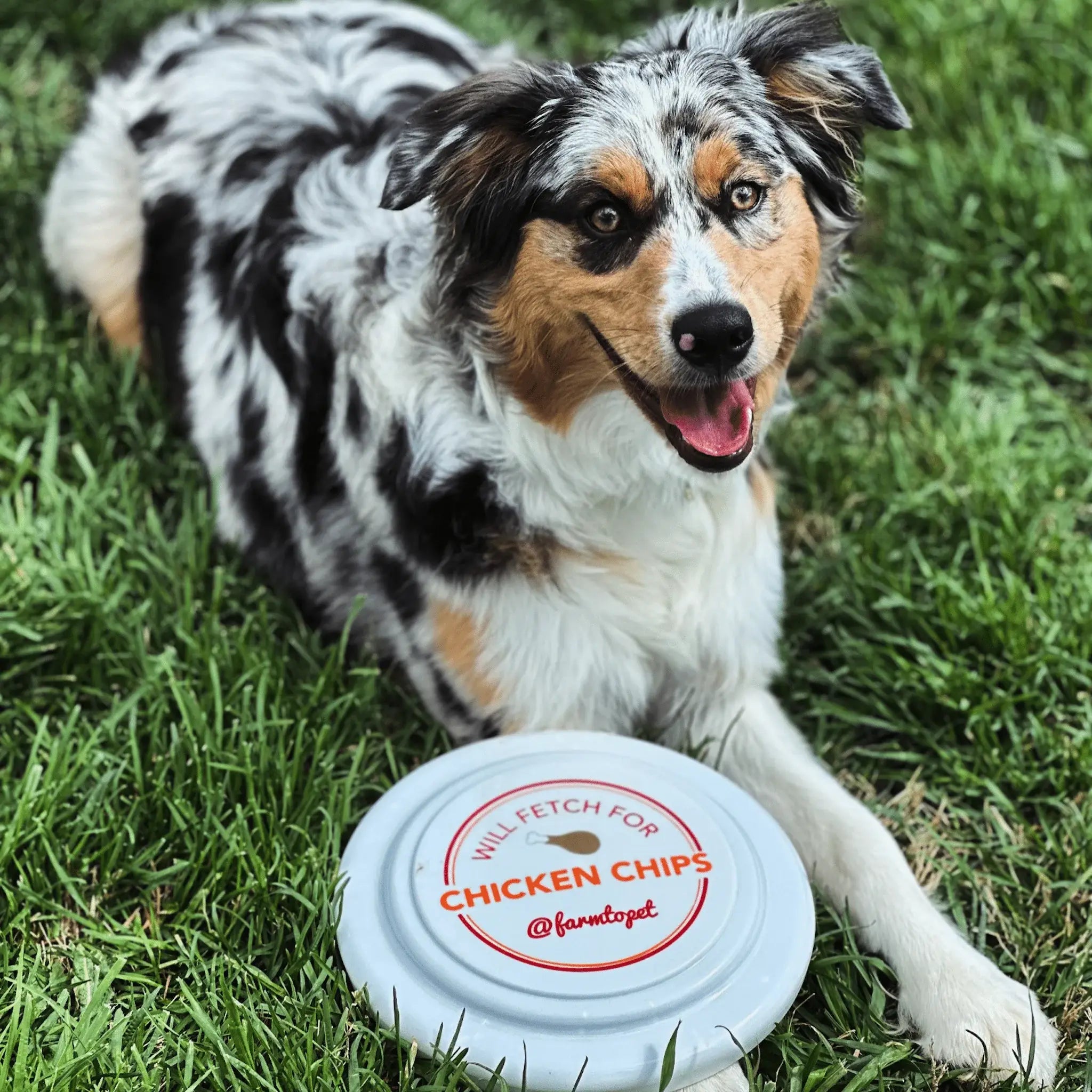 Will Fetch for Chicken Chips Dog Frisbee | Fun Toy for Dogs and Humans - Farm To Pet - Flyclothing LLC