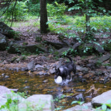 Will Fetch for Chicken Chips Dog Frisbee | Fun Toy for Dogs and Humans - Farm To Pet - Flyclothing LLC