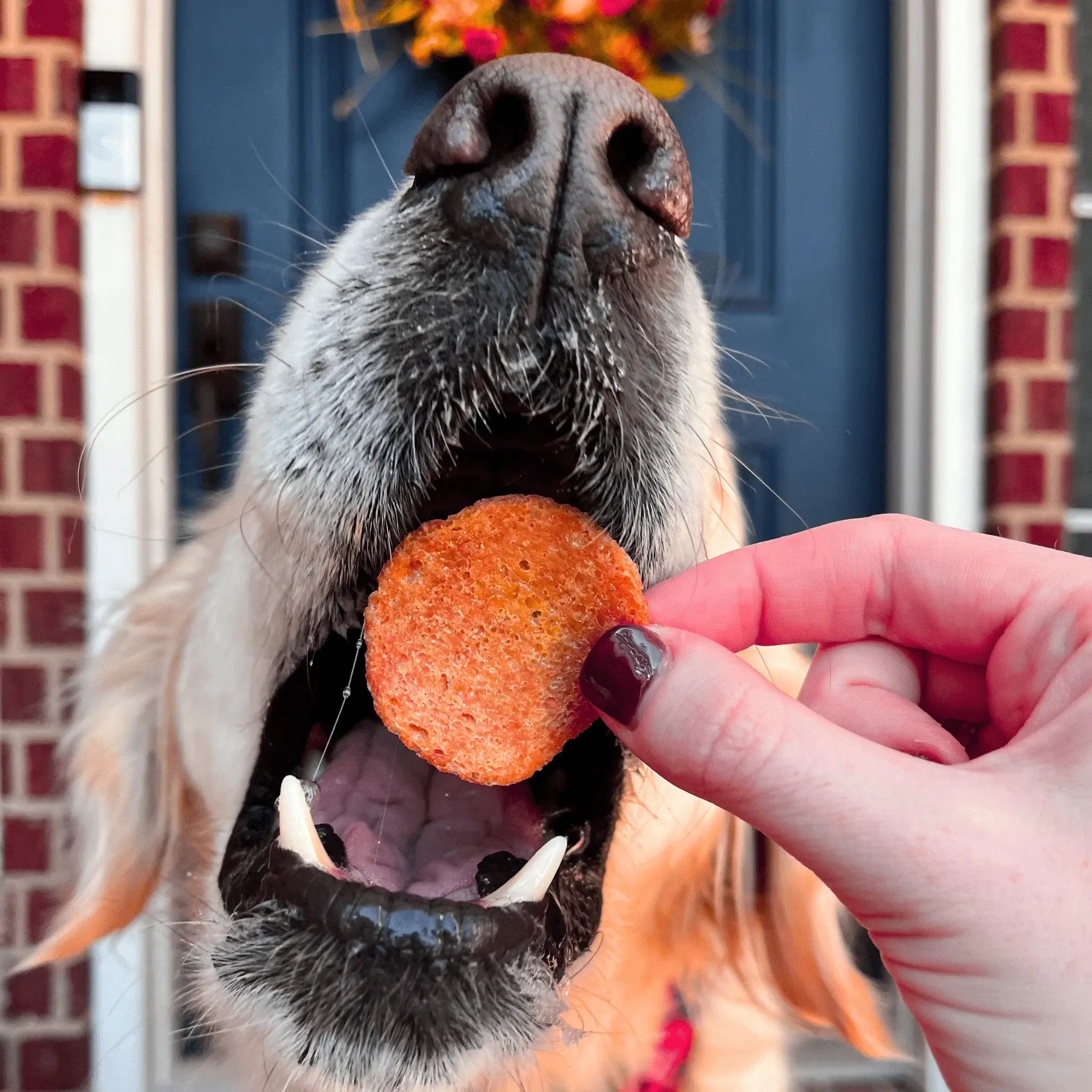 Turkey Feast Chips - Farm To Pet - Flyclothing LLC