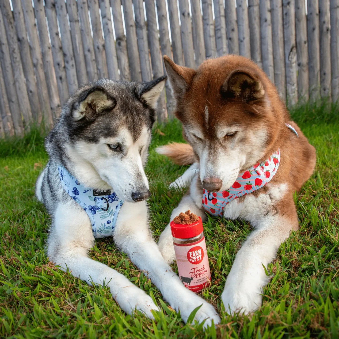 Treat Topper Beef Dog Food Topper | Powdered Meal Topper for Pets - Farm To Pet - Flyclothing LLC