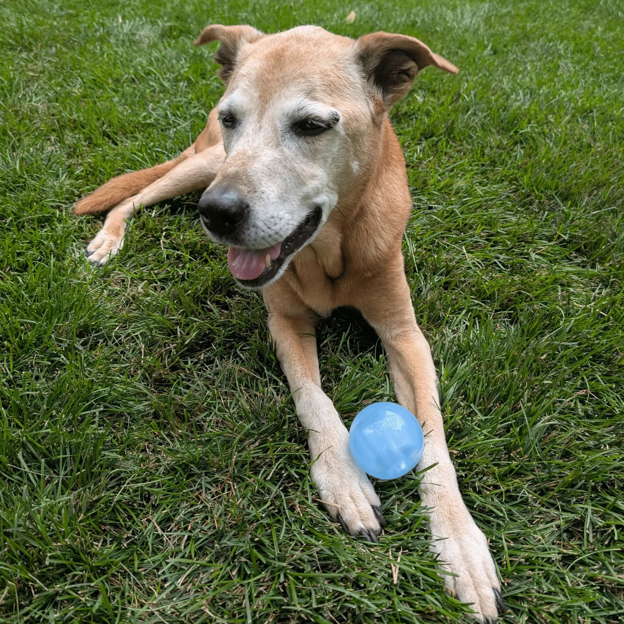 Dog Fetch Balls - Farm To Pet - Flyclothing LLC