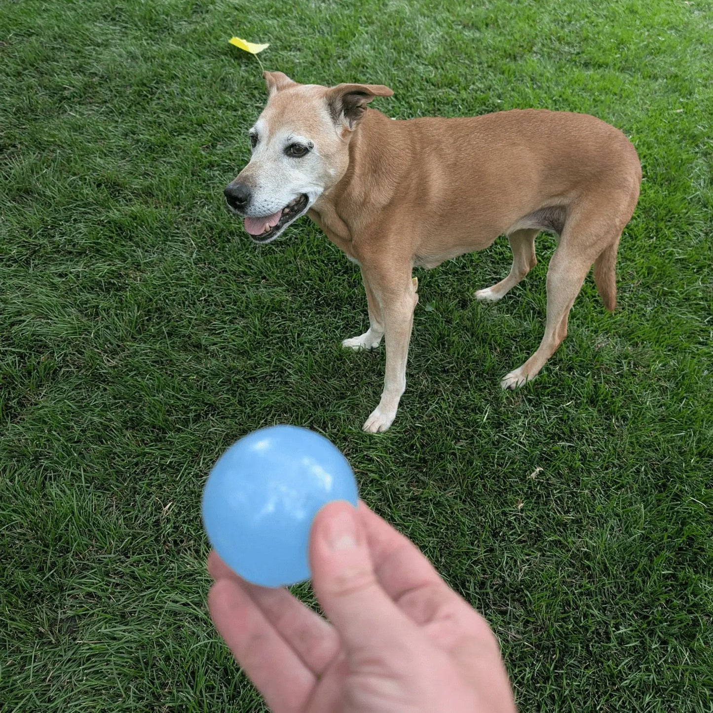 Dog Fetch Balls - Farm To Pet - Flyclothing LLC