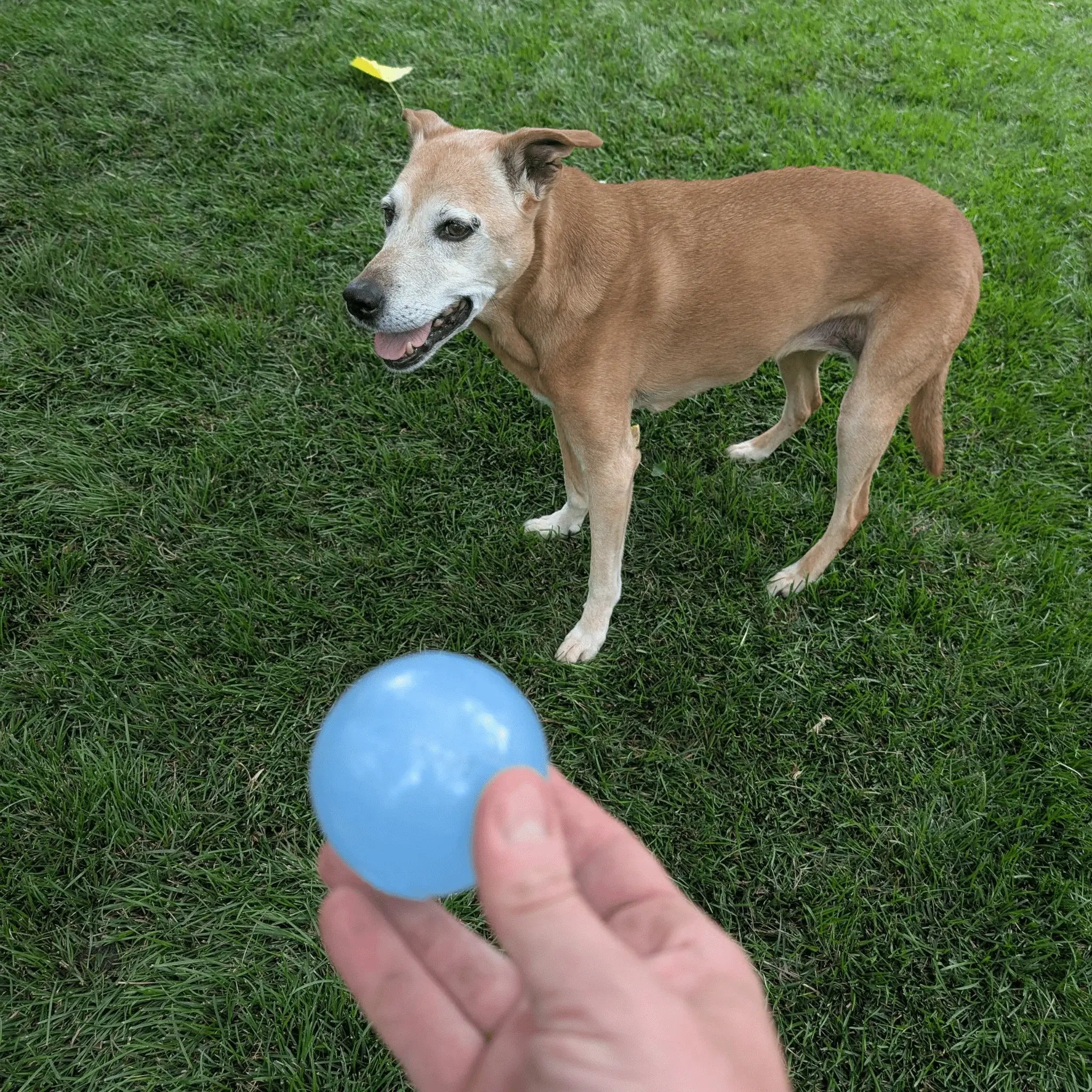 Dog Fetch Balls - Farm To Pet - Flyclothing LLC