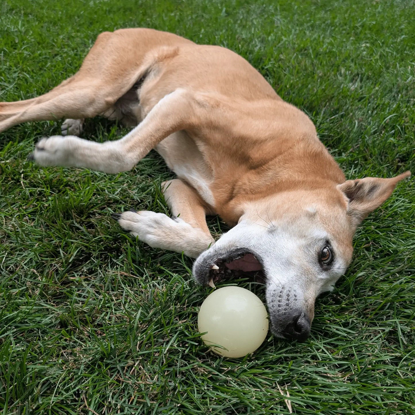 Dog Fetch Balls - Farm To Pet - Flyclothing LLC