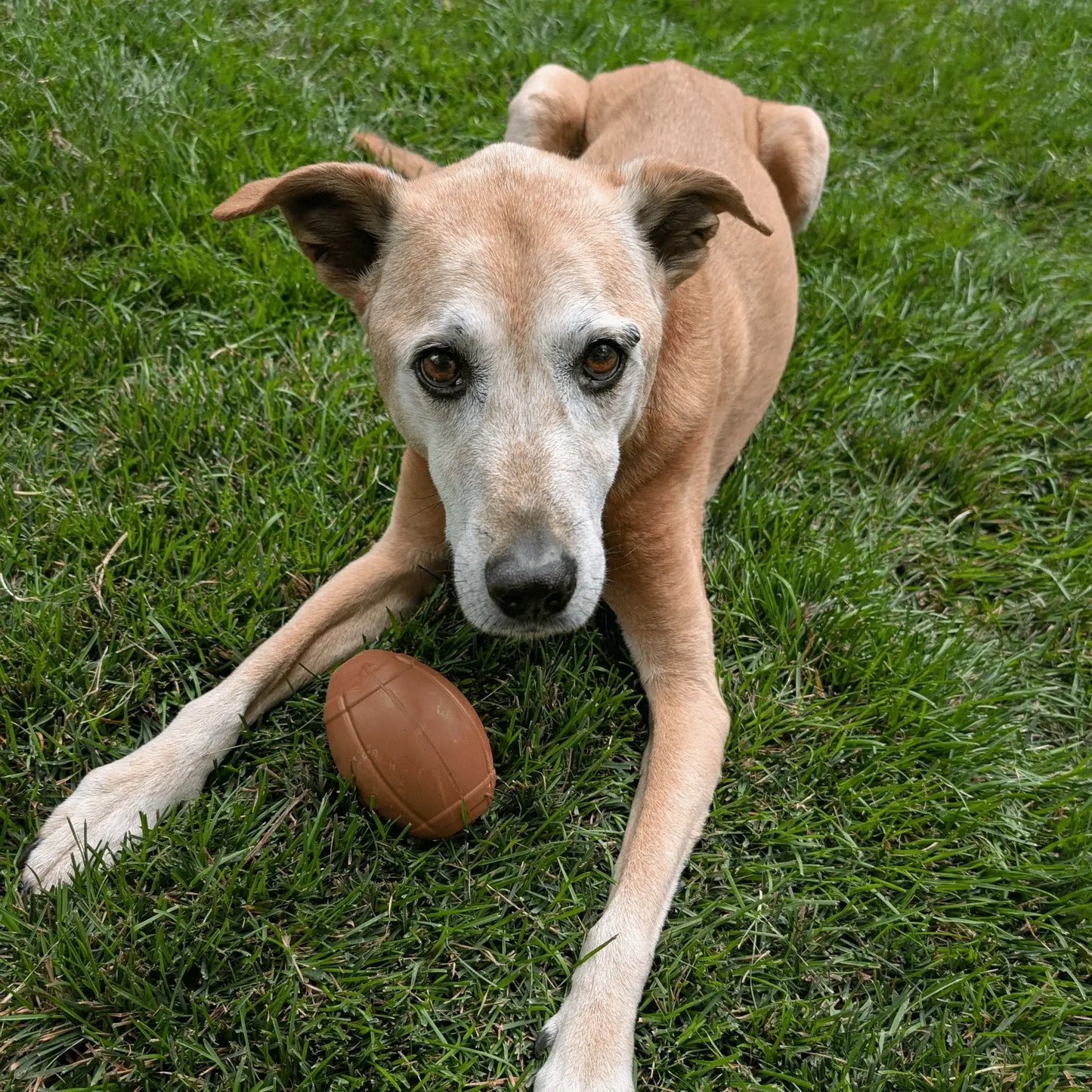 Dog Treat Dispensers - Farm To Pet - Flyclothing LLC