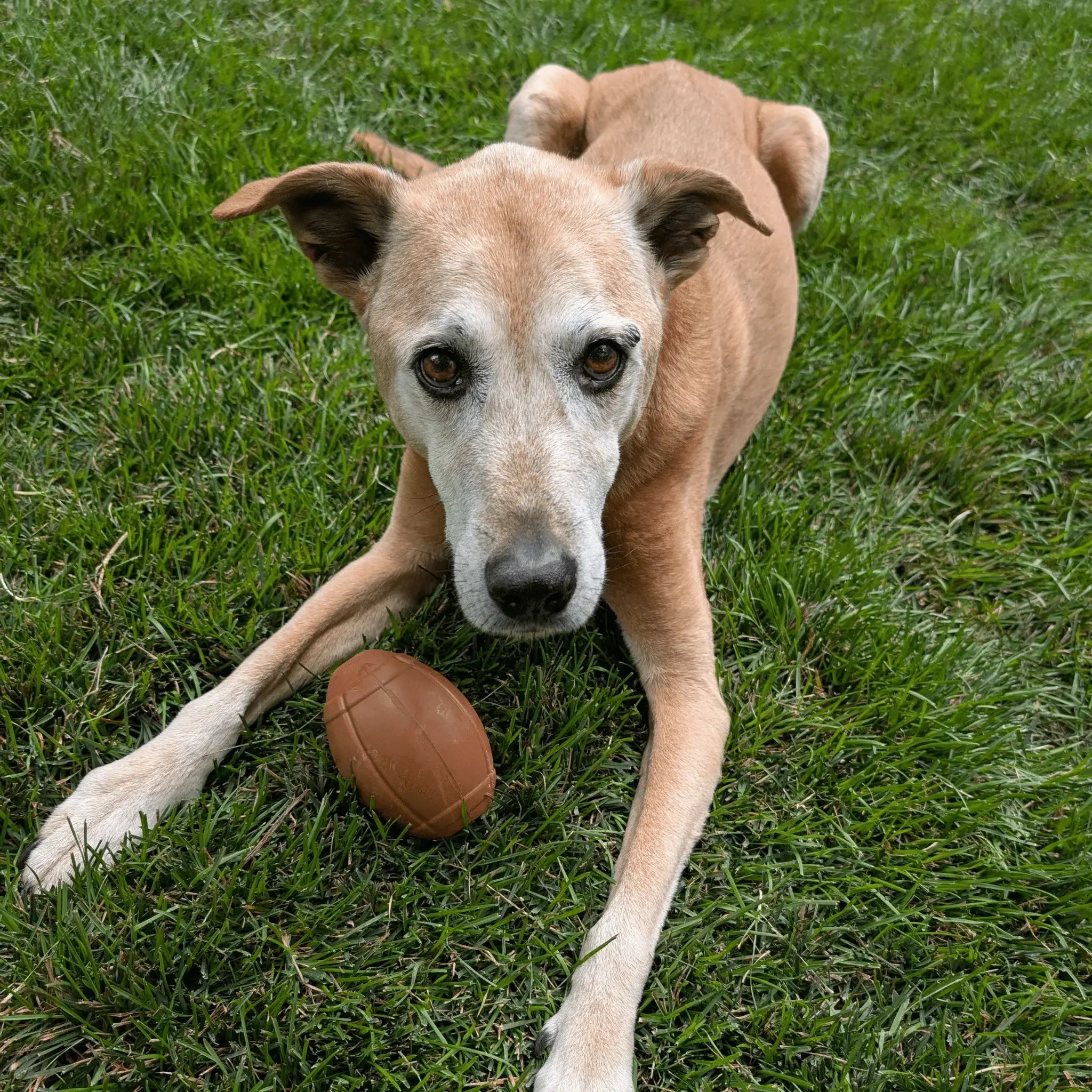 Dog Treat Dispensers - Farm To Pet - Flyclothing LLC