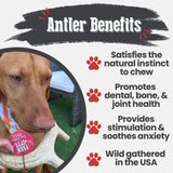 Deer Antler Dog Chews | Organic Chews for Dogs - Farm To Pet - Flyclothing LLC