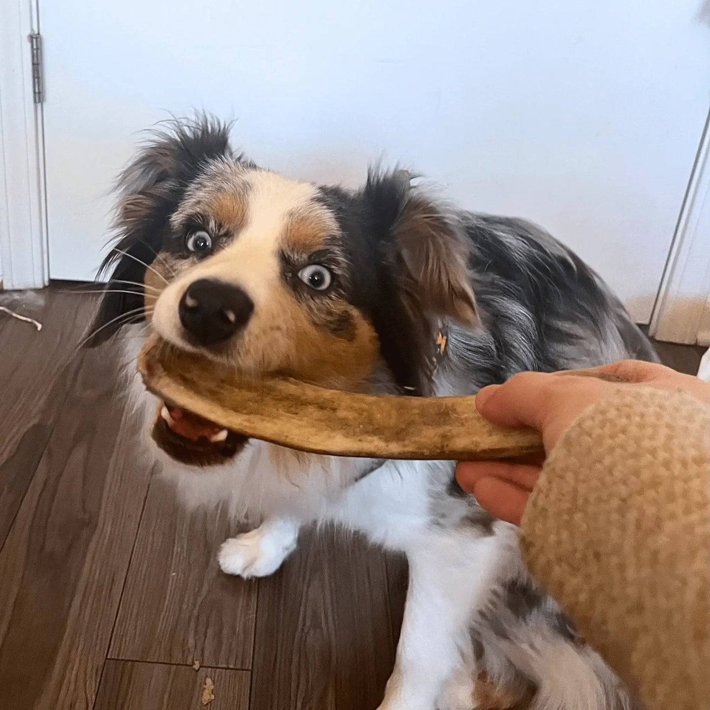 Reindeer Antler Dog Chews | Organic Chews for Dogs - Farm To Pet - Flyclothing LLC