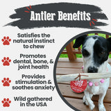 Reindeer Antler Dog Chews | Organic Chews for Dogs - Farm To Pet - Flyclothing LLC