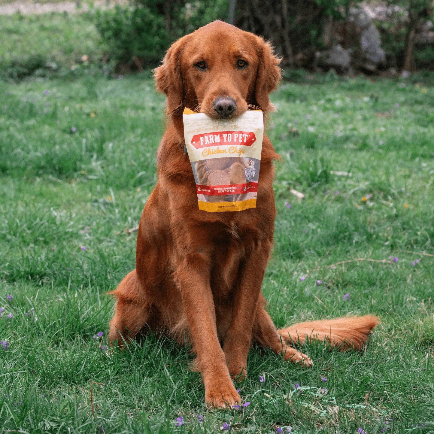 Chicken Chips for Dogs | All-Natural Single-Ingredient Dog Treats - Farm To Pet - Flyclothing LLC