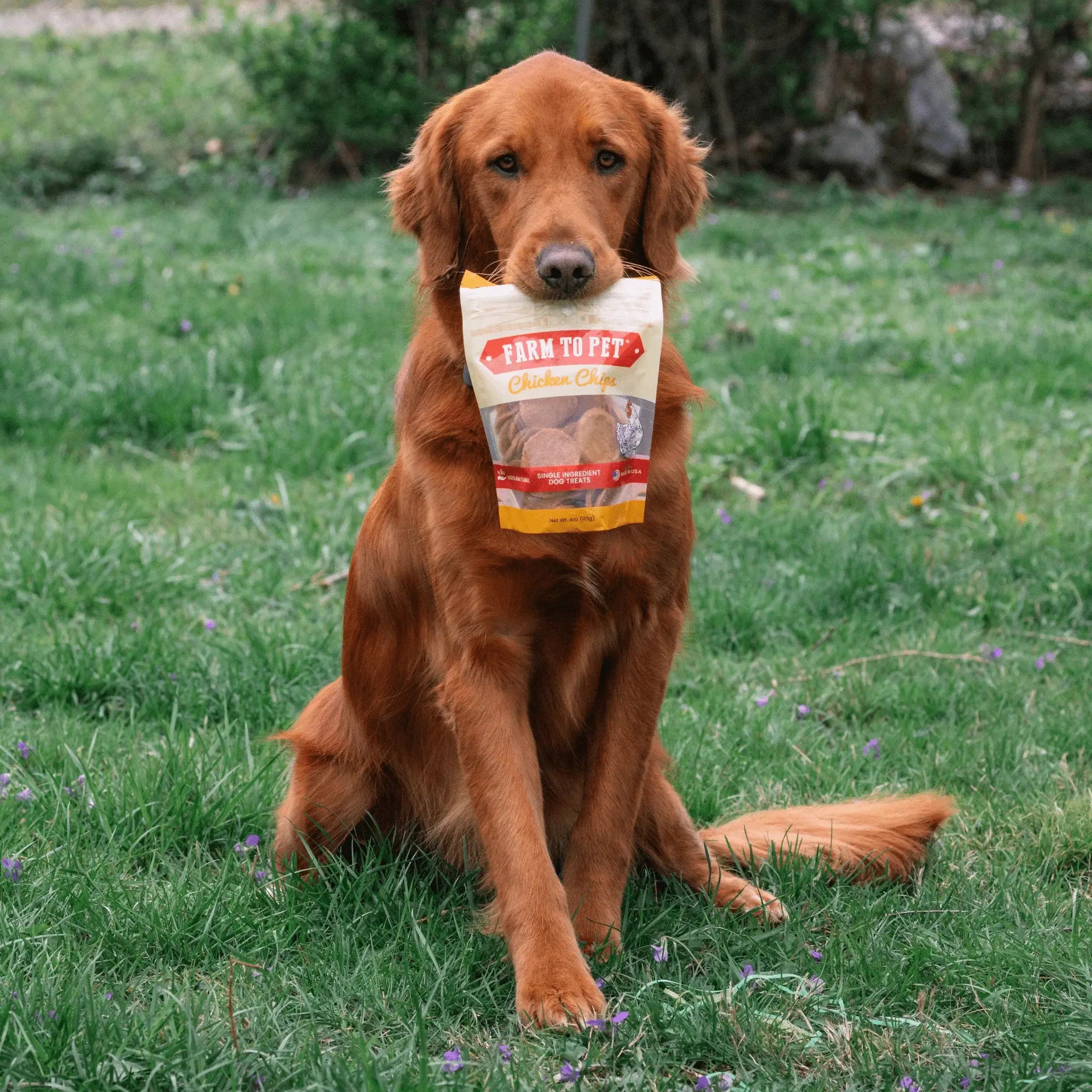 Chicken Chips for Dogs | All-Natural Single-Ingredient Dog Treats - Farm To Pet - Flyclothing LLC