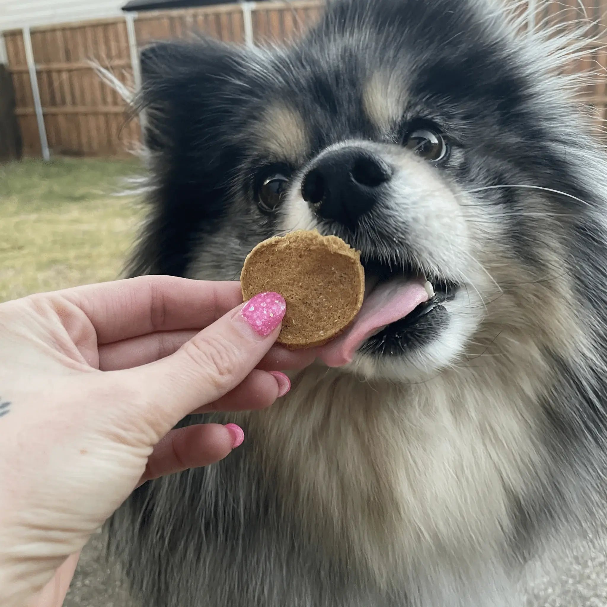 Fish Chips for Dogs | Wild-Caught Fish Dog Treats - Farm To Pet - Flyclothing LLC