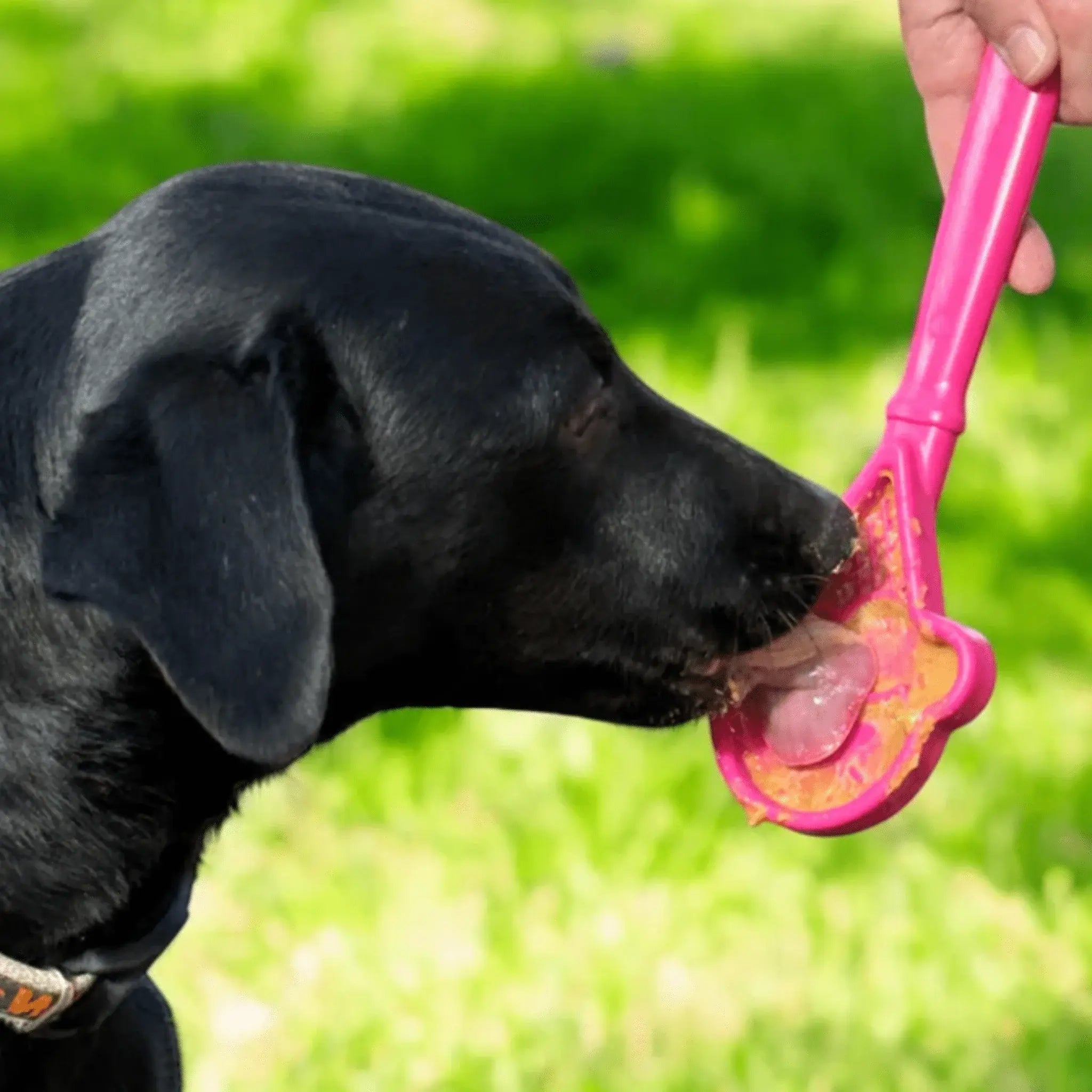 Lick Sticks | Interactive Dog Training Toy - Farm To Pet - Flyclothing LLC