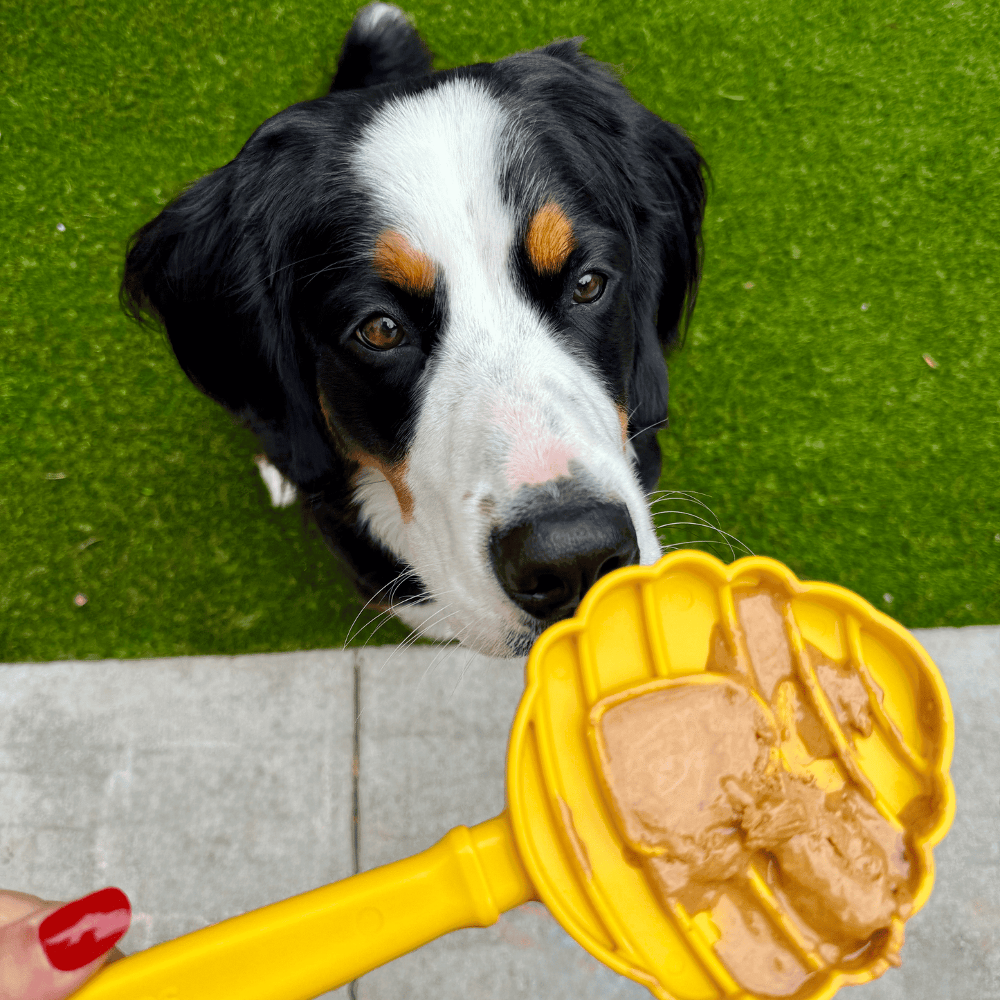 Lick Sticks | Interactive Dog Training Toy - Farm To Pet - Flyclothing LLC