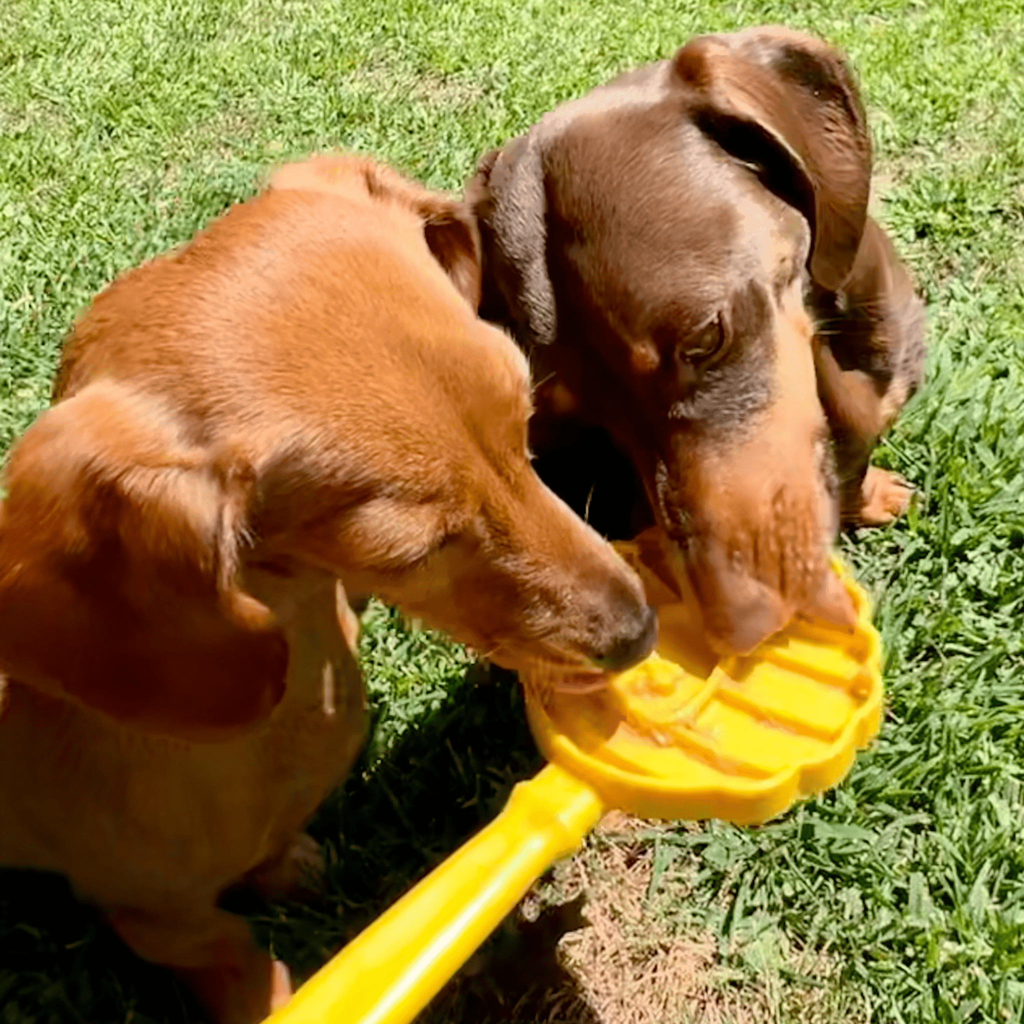 Lick Sticks | Interactive Dog Training Toy - Farm To Pet - Flyclothing LLC